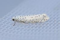 Yponomeuta evonymella