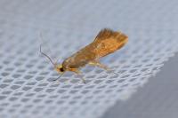 Crassa unitella