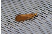 Crassa unitella