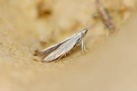 Coleophora