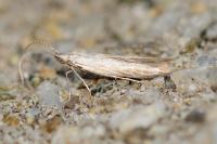 Coleophora