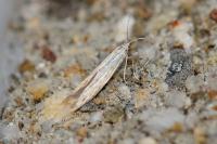 Coleophora