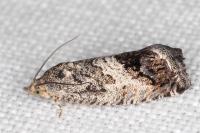 Cydia splendana