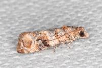Lobesia botrana