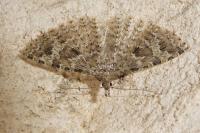 Alucita hexadactyla
