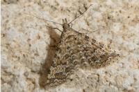 Alucita huebneri/cymatodactyla