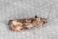 Endothenia oblongana