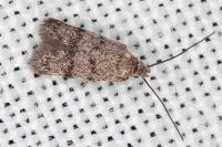 Symmoca orphnella
