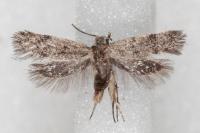 Symmoca orphnella