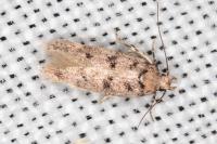 Bryotropha domestica