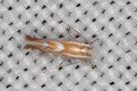 Phyllonorycter distentella