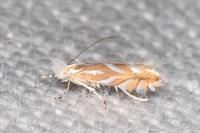 Phyllonorycter distentella