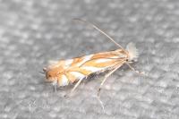 Phyllonorycter distentella