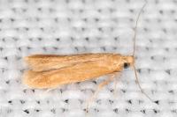 Tischeria ekebladella
