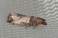 Notocelia incarnatana