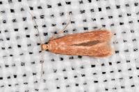 Tischeria ekebladella