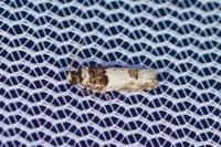 Epinotia thapsiana