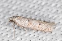 Symmocoides oxybiella