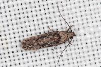 Carpatolechia decorella