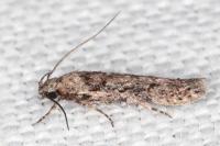 Carpatolechia decorella