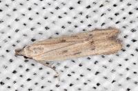 Mesophleps corsicella