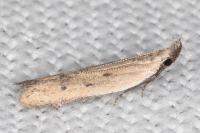 Mesophleps corsicella