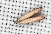Mesophleps trinotella