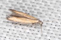 Mesophleps trinotella