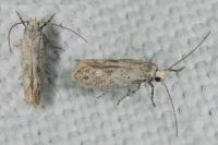 Elachista