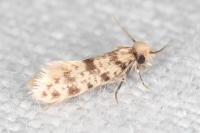 Eumasia parietariella