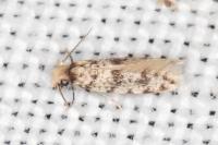 Eumasia parietariella