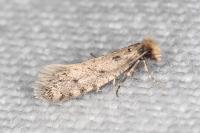 Ateliotum petrinella