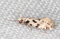 Nemapogon nevadellus