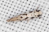 Nemapogon nevadellus