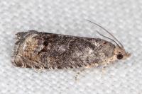 Cydia splendana