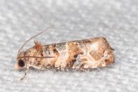 Lobesia botrana