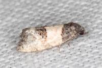 Propiromorpha rhodophana