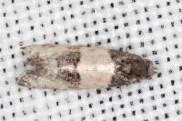 Propiromorpha rhodophana