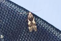 Teleiodes luculella