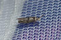Paraswammerdamia nebulella