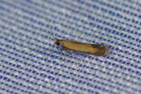 Coptotriche marginea