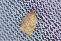Acleris ferrugana/notana