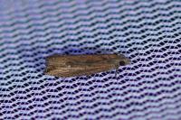 Bactra venosana