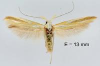 Coleophora spumosella