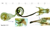 Coleophora spumosella
