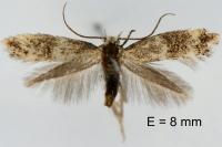 Elachista bedellella
