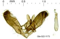 Elachista bedellella