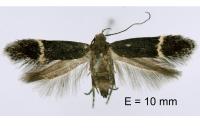 Aproaerema suecicella