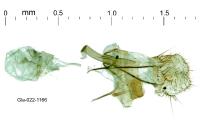 Aproaerema suecicella