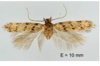 Carpatolechia aenigma